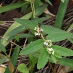 Euphorbia_indica_?_hyssopifolia_?-EUPHORBIACEAE-Exotique-MB3_5373.jpg